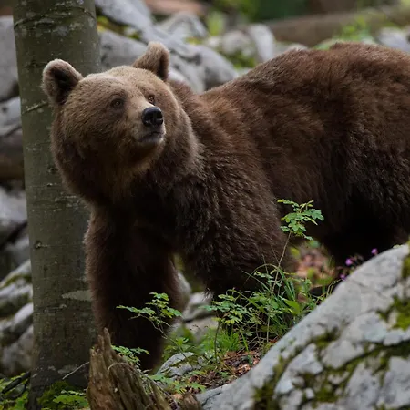 Appartement Rest Cerknica